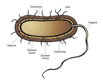 1. Irudia: Bakterio baten antolamendu orokorra.<br><br>